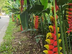 -中国科学院西双版纳热带植物园