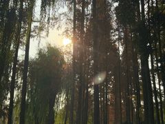 -温江公园