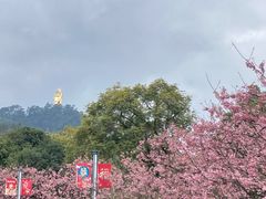 -南山植物园