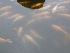 -昆山城市生态森林公园