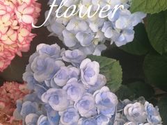 -三圣花乡旅游区