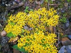 -硗碛藏寨·神木垒景区