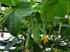 -上海多利农业发展有限公司