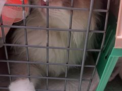 -瑞派康怡24h宠物医院·犬猫医疗中心·微创绝育(瑞景分院)