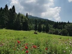 -武陵山森林公园