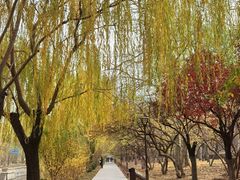 -元大都城垣遗址公园