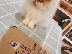 -吉丁鸟咖·异宠·寄养