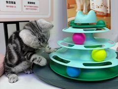 -小猫来了·猫舍(红山六九七九店)