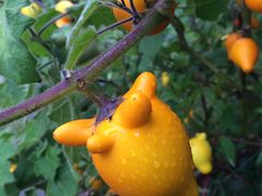 五指茄-优游吧斯邹族文化部落