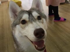 -Husky Go! 哈士奇体验馆·宠物咖啡厅狗咖
