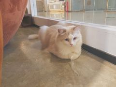 -瞄一喵猫咖(格力海岸店)