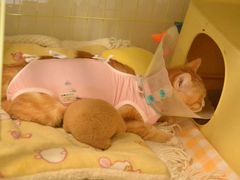 -纳吉亚猫专科动物医院博雅分院