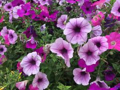 -金马仑薰衣草花园(Cameron Lavender)