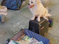 -黑色经典臭豆腐·湖南特产(坡子街特产局店)