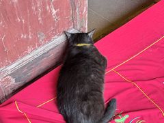 -龙华素斋(龙华路店)