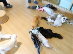 -猫腻·猫咖·撸猫馆(星光大道店)