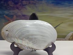 -贝壳王国博物馆