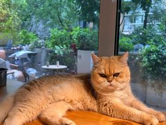 -李小姐の猫咖啡馆(五角场店)
