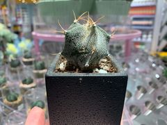 -KKV(深圳宏发大仟里店)