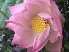 -贵阳市花溪国家城市湿地公园