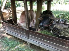 -四季酒店下午茶