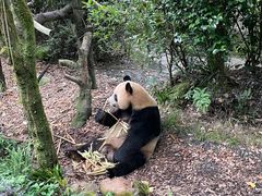 -都江堰中华大熊猫苑