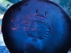 -暹罗海洋世界