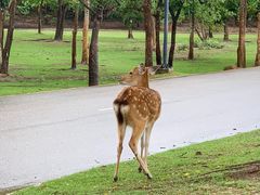 -清迈夜间动物园