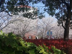 -高东镇樱花园