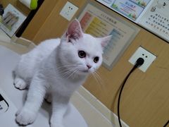 -pd派德宠物中心医院24H急重症·眼科中心·血液透析中心(嵩山北路店)