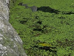 -成都市活水公园