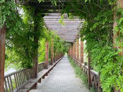 -池杉湖湿地公园