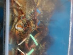 -宾朋海鲜特色美食餐厅·纯手工鲅鱼水饺(兴海路店)