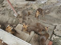 -深圳野生动物园