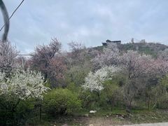 -中华福寿山