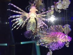 -大连圣亚海洋世界