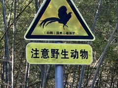 -江西阳明山国家森林公园