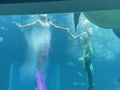 -涛·海底餐厅·美人鱼·自助餐·海底隧道(三亚海棠湾洲际度假酒店)