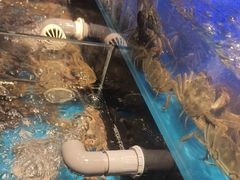 -苏格里岛自助烤肉海鲜火锅(成都金牛万达店)