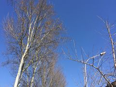 -中央广播电视塔