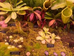 -中国科学院西双版纳热带植物园