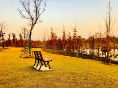 -上海长兴岛郊野公园