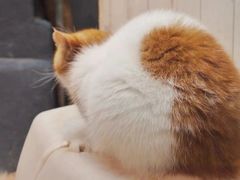 -猫咪博物馆(顶澳仔猫街店)