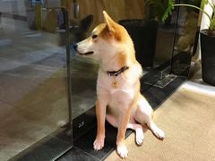 门面-柴务处·柴犬主题狗咖