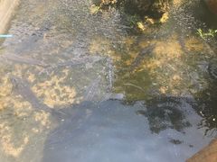 -源泉冷水鱼庄(小鱼洞店)