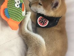 -柴犬小屋·柴餐厅·狗咖食堂(金鼎广场店)