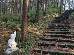 -武陵山森林公园