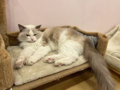 -猫咪派对(江南西店)
