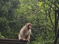 -黔灵山公园
