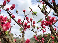 -南国桃园旅游度假区